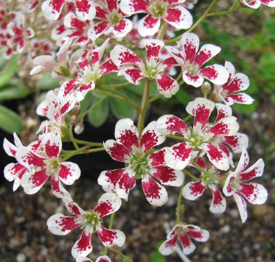 Saxifraga 'Southside Red' 